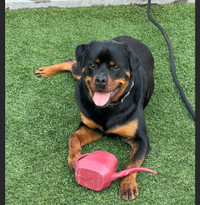 Pure Bred Rottweiler