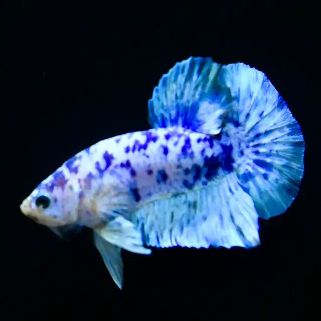 Betta Fish with Bold Color & Clean Lines in Fish for Rehoming in Moncton - Image 10