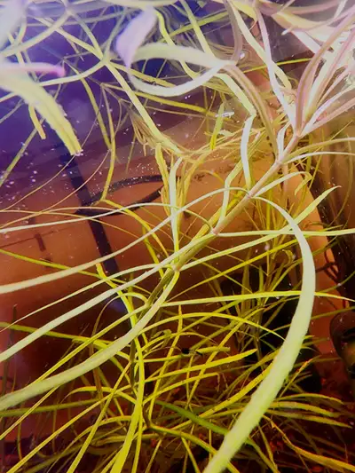 Pogostemon Stellatus Octopus - Plante aquarium, View more