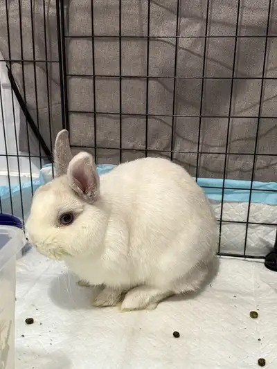 bunny for rehoming, View more
