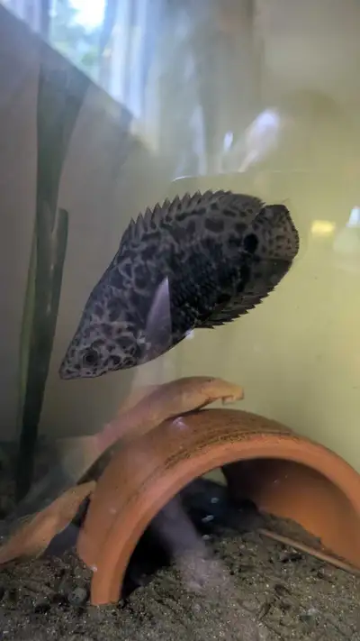 Fish for sale, View more