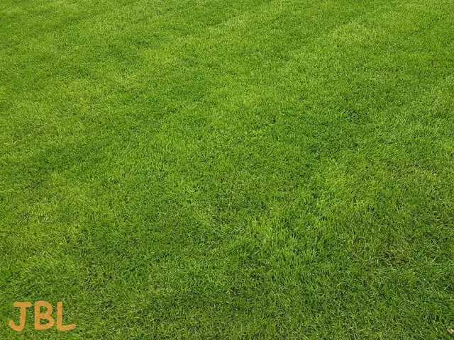 Lawn Service - Weed Control - Tree Trimming - 529-5554 in Lawn, Tree Maintenance & Eavestrough in Medicine Hat - Image 5