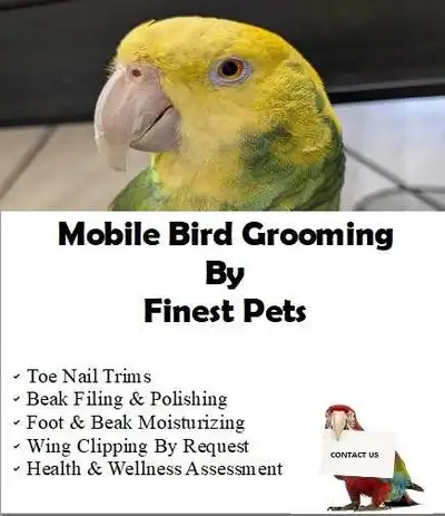 Bird Grooming, View more