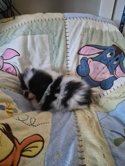 Pomeranian Puppies, View more