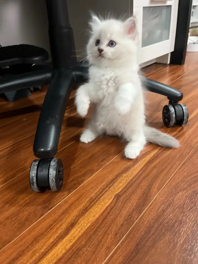 Rare Ragdoll Kitten