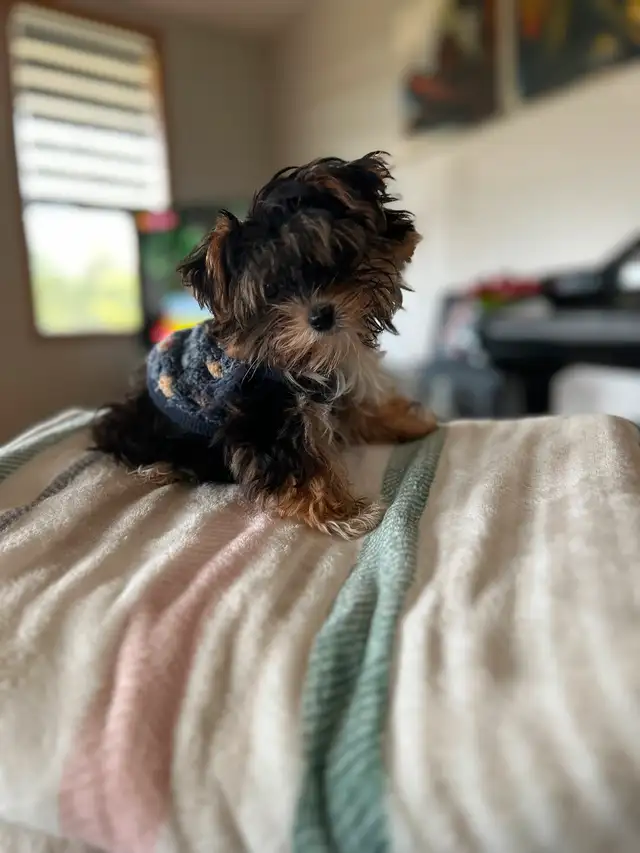 Miniature Yorkie Puppies in Dogs & Puppies for Rehoming in City of Toronto - Image 5