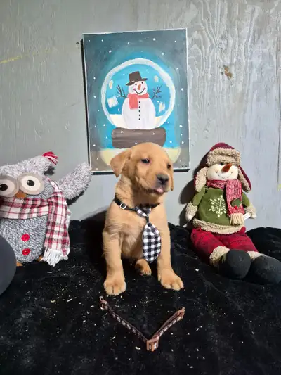 Labrador puppies #0027 only 2 available, View more