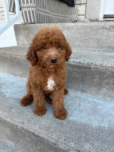 Male Mini Maltipoo Red colour 9 weeks old. Vaccinated and dewormed. Hyperallergenic and non shedding...