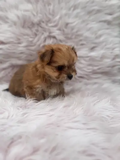 Morkie Korean bloodline, View more