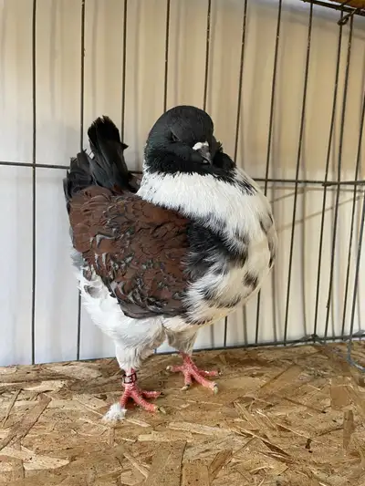 Modena pigeon hens, View more