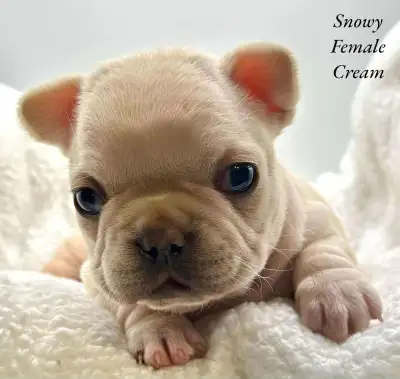 Beautiful cream female French bulldog baby looking for her forever family. She will come with a vet...