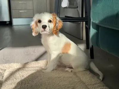 Cavalier King Charles Spaniel- 12 Weeks old, View more