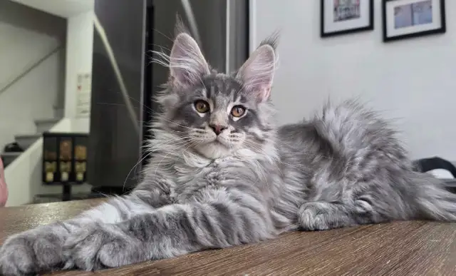 Maine Coon male 3 mois. Enregistré bleu tabby