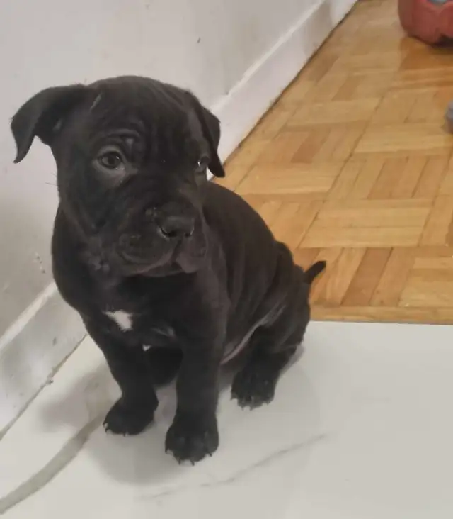 american stafford terrier puppy in Dogs & Puppies for Rehoming in City of Toronto - Image 6