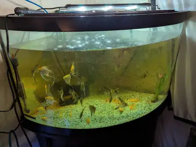 Corner tank setup with angelfish, View more
