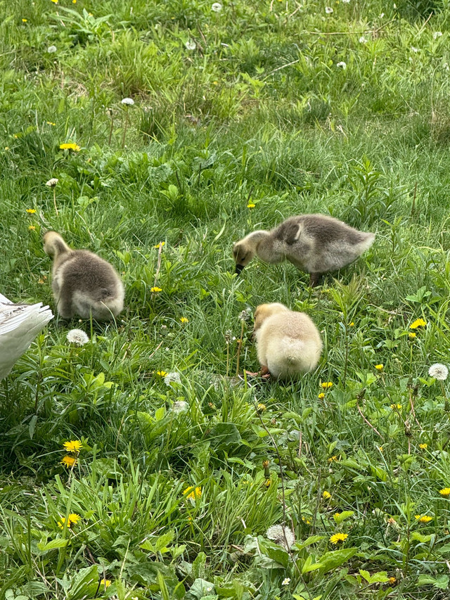 bébé oie mix  dans Animaux de ferme  à Sherbrooke