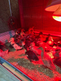 Chicks and Ducklings. please read description for prices.