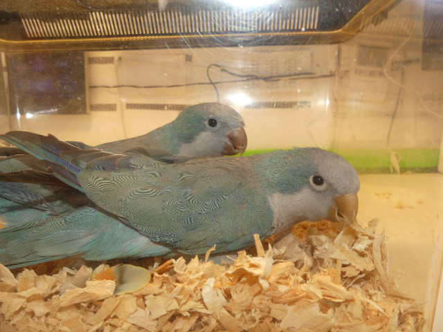 Adult bonded pair blue quakers in Birds for Rehoming in Abbotsford