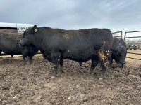 Two year old black angus bulls 