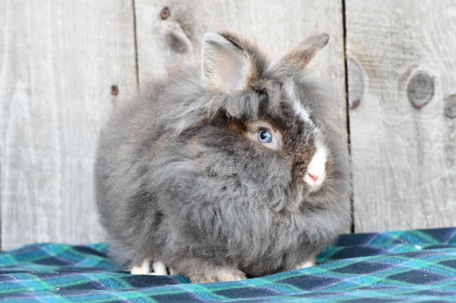 Bunnies!  in Small Animals for Rehoming in Owen Sound - Image 2