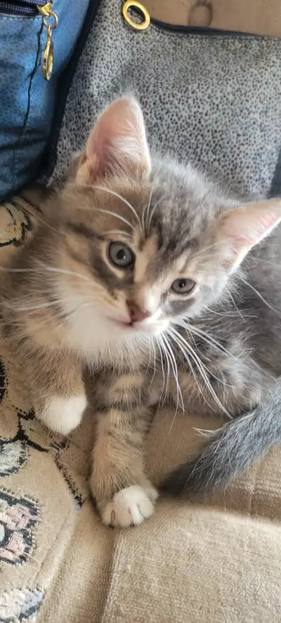 À vendre : 4 chatons femelle ( photo 1,2,3,4,5,6 )et 1 chatons mâle (photo 6,7,8, ) Ils sont nés à l...