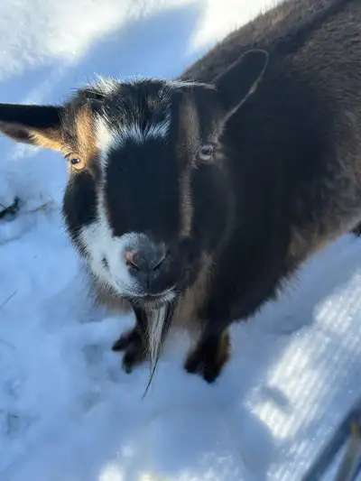 registered Nigerian dwarf doe , View more