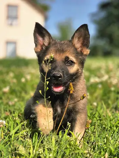 Ready to go! German Shepherd (1/8th Dutch), View more