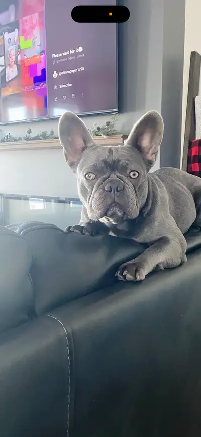 Char is a 3 year old Lilac frenchie! She will make any family a perfect addition. She loves her huma...