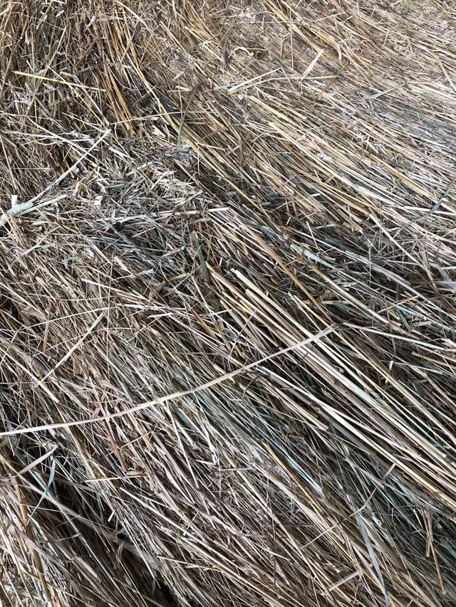 hay 4x5 round in Livestock in Hamilton - Image 4