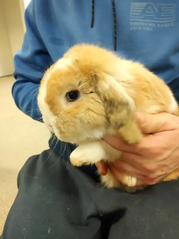 EXTRAORDINARY HOLLAND LOP BABY BUNNY RABBITS in Small Animals for Rehoming in City of Toronto - Image 3