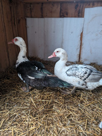 2 Muscovy Drakes 7 months old