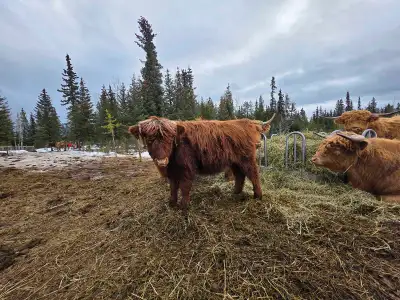 Red Highland Heifer, View more