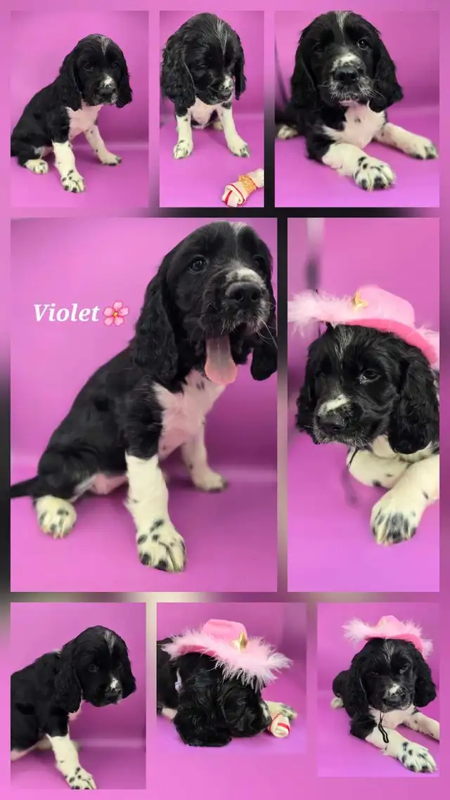 Springer spaniel puppies! The perfect family dogs❤️ in Dogs & Puppies for Rehoming in Hamilton - Image 5