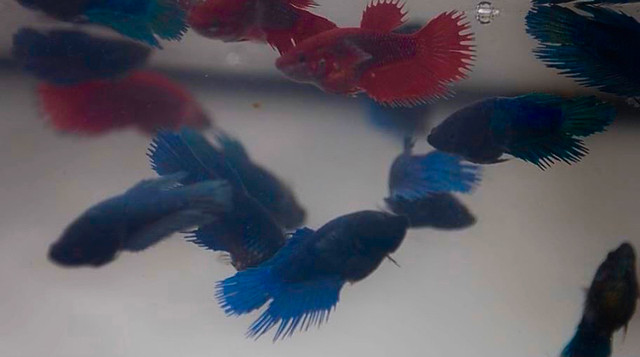 Wanted: Female Crowntail betta in Fish for Rehoming in Winnipeg