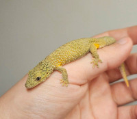 Eurydactylodes Agricolae / Chameleon gecko agricolae male
