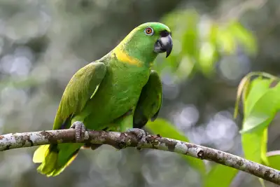 proven yellow nape & yellow  headed  Amazon  pair, View more