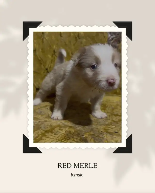 Purebred Australian Shepherd Puppies in Dogs & Puppies for Rehoming in St. Albert - Image 8