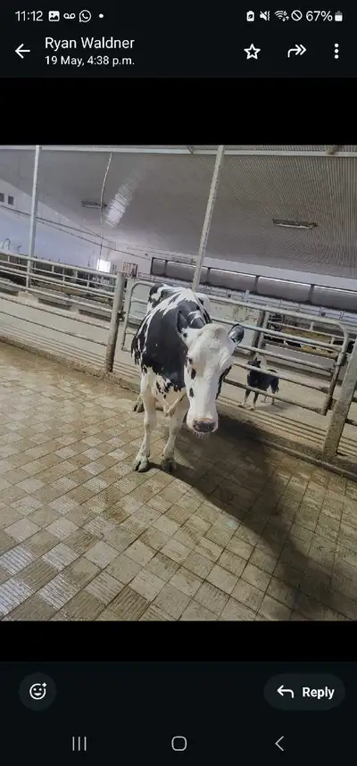 She is milking 25 kj a day ...calm cow and can be bred ....can send u her milking record and more in...