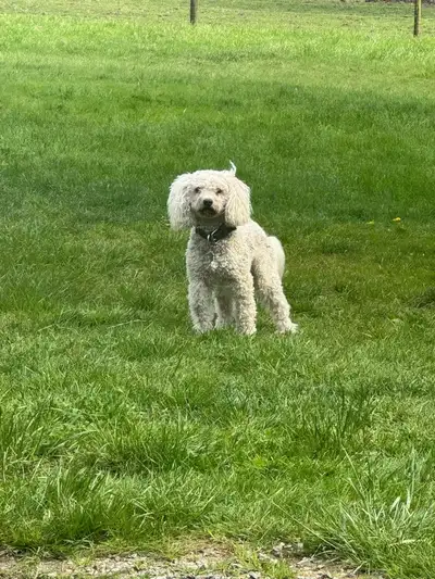 Sweet, calm adult mini poodle looking for his forever home., View more
