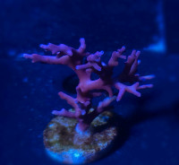 Red Dragon Acro - Saltwater Coral