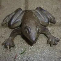 $30 Vintage cast iron frog garden decor, doorstep, paperweight