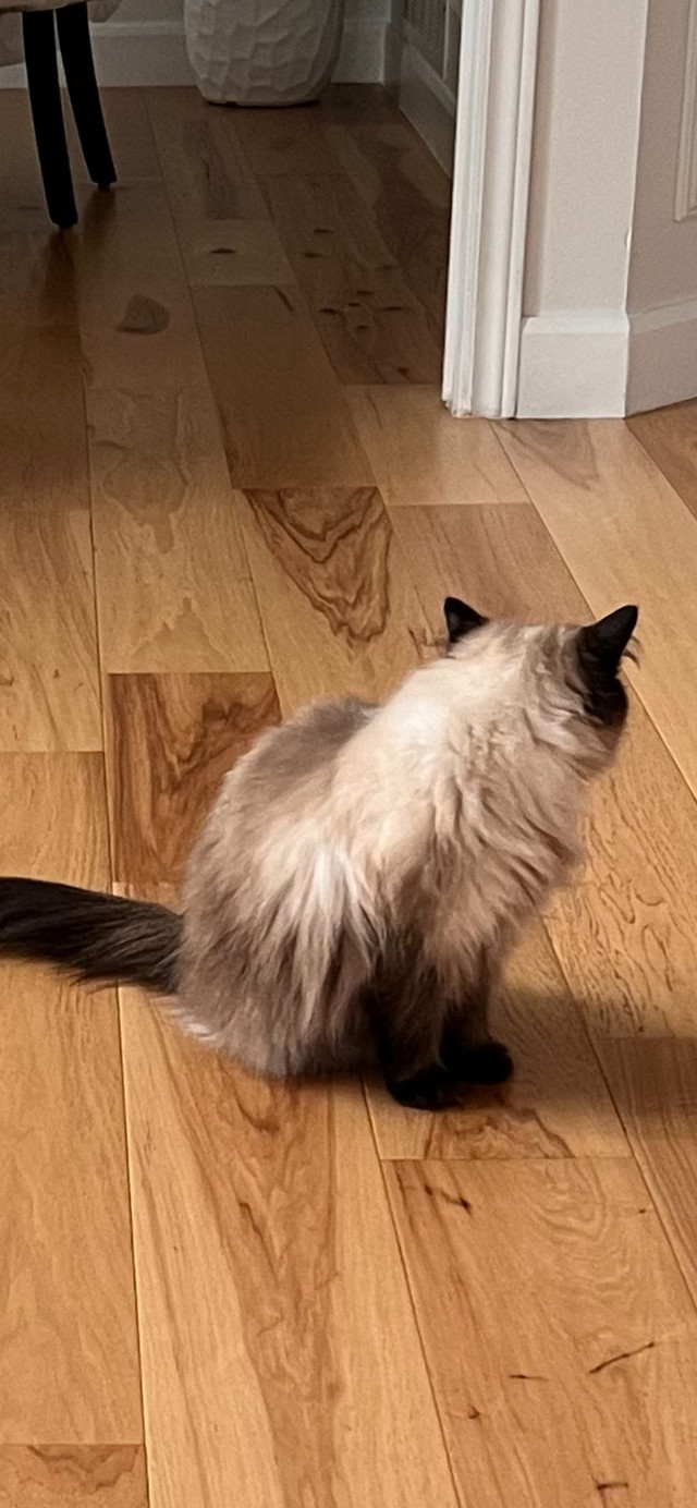  Pure Himalayan cat in Cats & Kittens for Rehoming in Oshawa / Durham Region - Image 4
