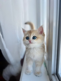 British shorthair kitten
