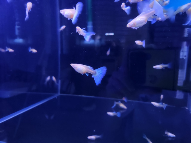 Albino guppies in Fish for Rehoming in Burnaby/New Westminster - Image 3