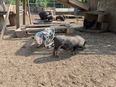 Julian x Kune Kune piglets, View more