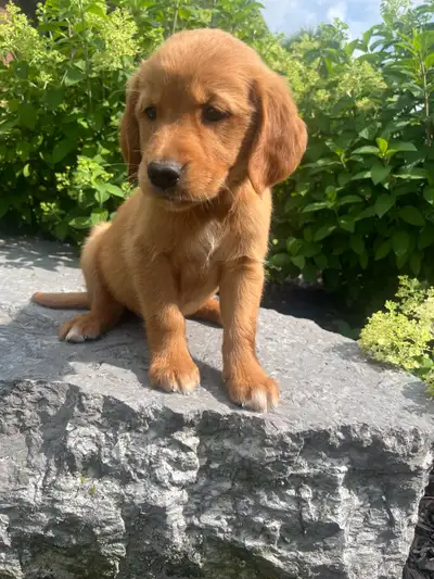 Red Retriever Puppies For Sale! Ready to go!!, View more