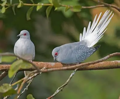 Duamond Doves For Sale, View more