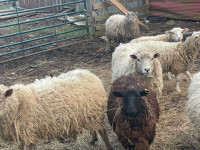 10 sheep: excellent starter flock 