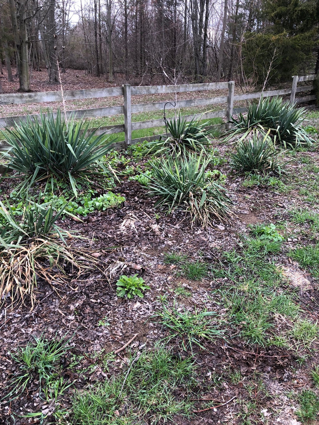 Yucca plants  in Plants, Fertilizer & Soil in Leamington - Image 4