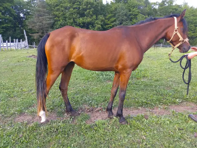 Athletic 5yo Crabbet Arabian filly for sale in Horses & Ponies for Rehoming in Owen Sound - Image 4